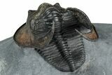 Gorgeous Scotoharpes Trilobite - Orange Headshield #354575-4